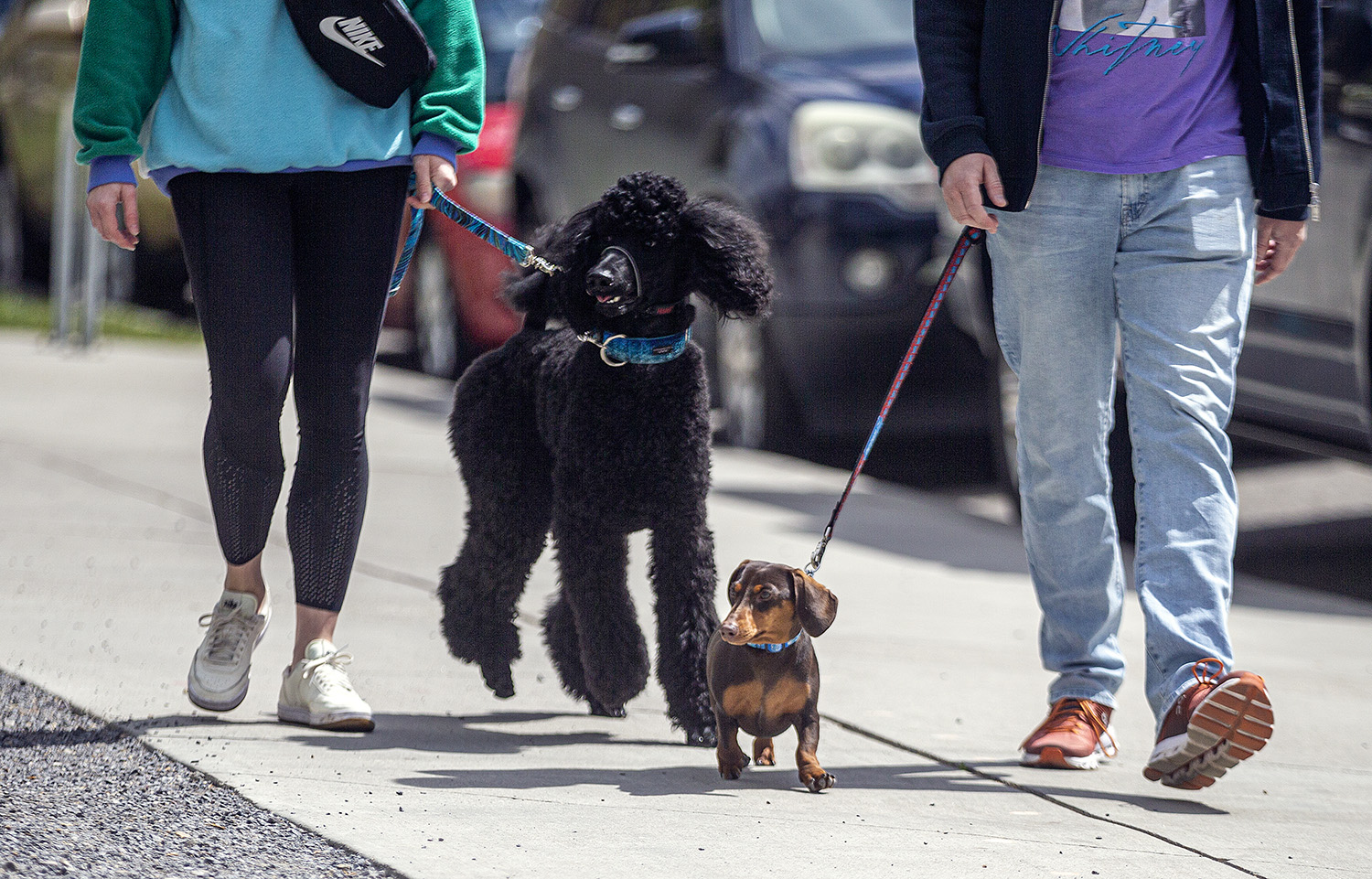 90s Themed Dog Walk LiveWire Calgary