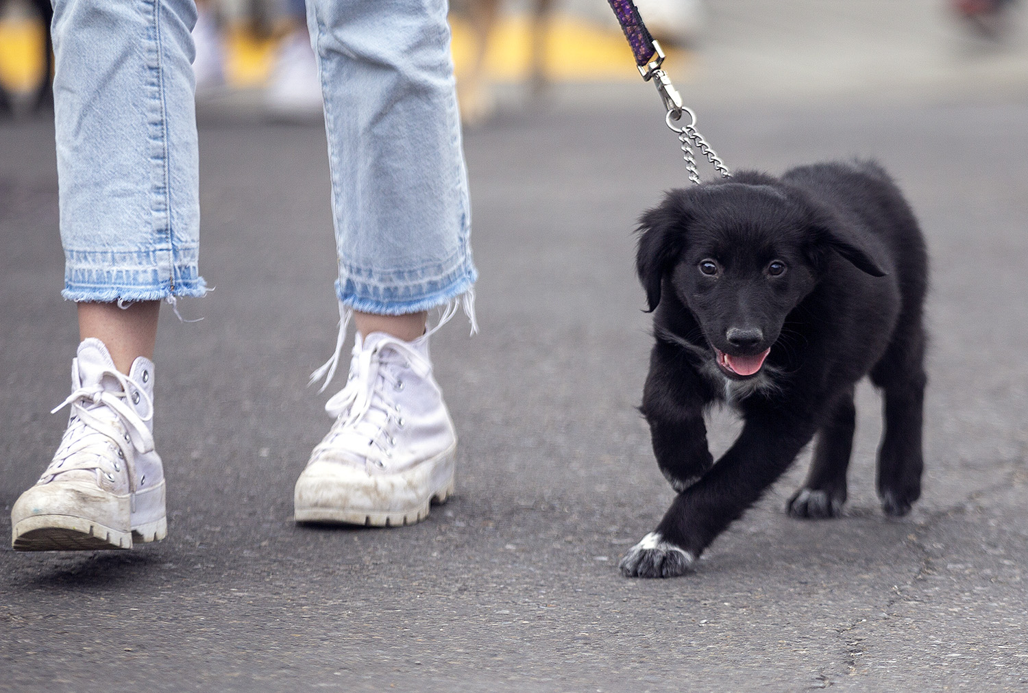 90s Themed Dog Walk LiveWire Calgary