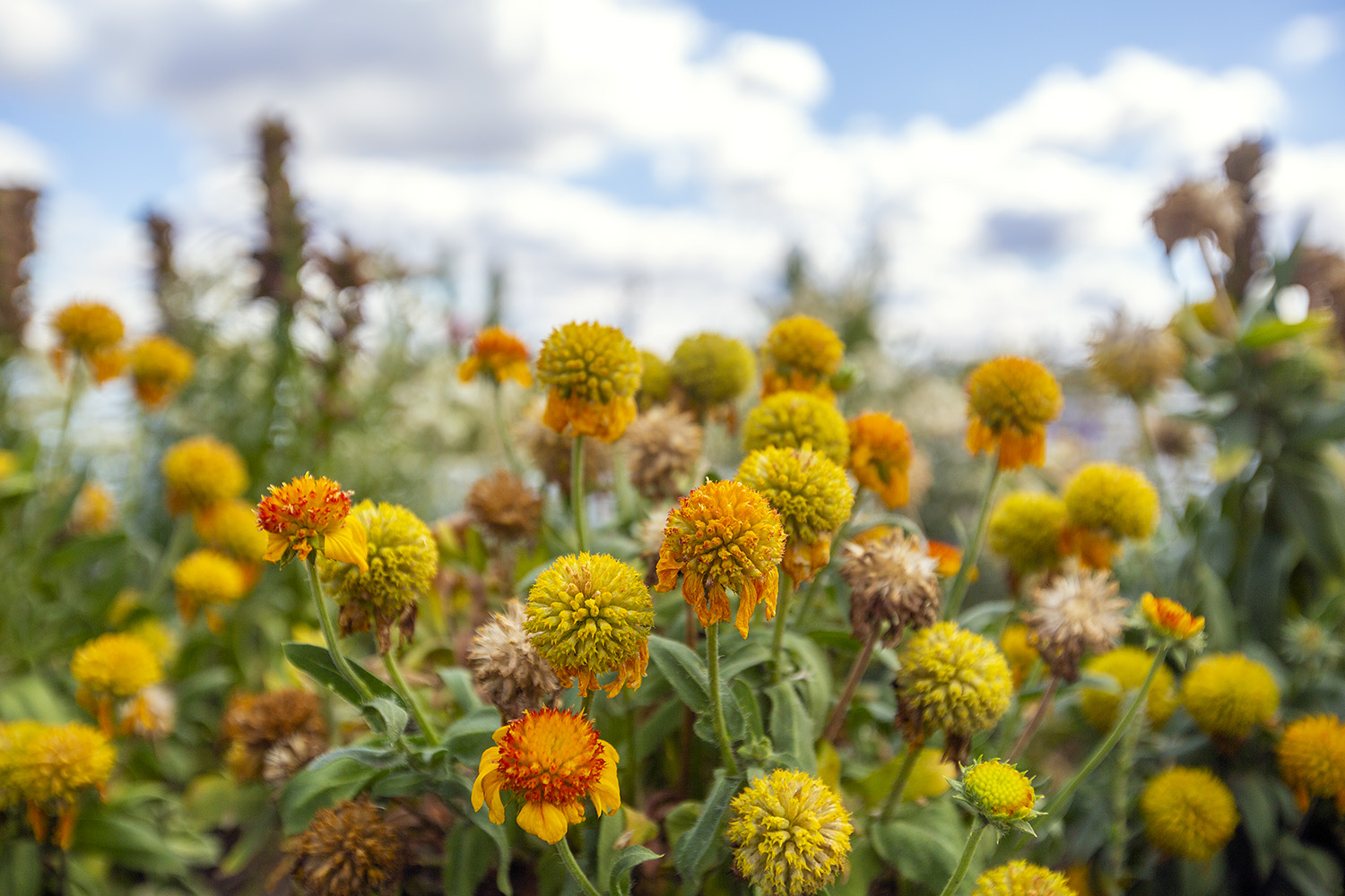 Beddington Heights wraps up successful first year of community