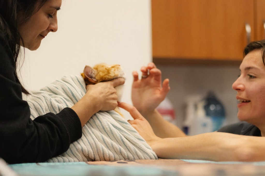 Bow Valley College in Calgary creating new lab space for veterinary ...