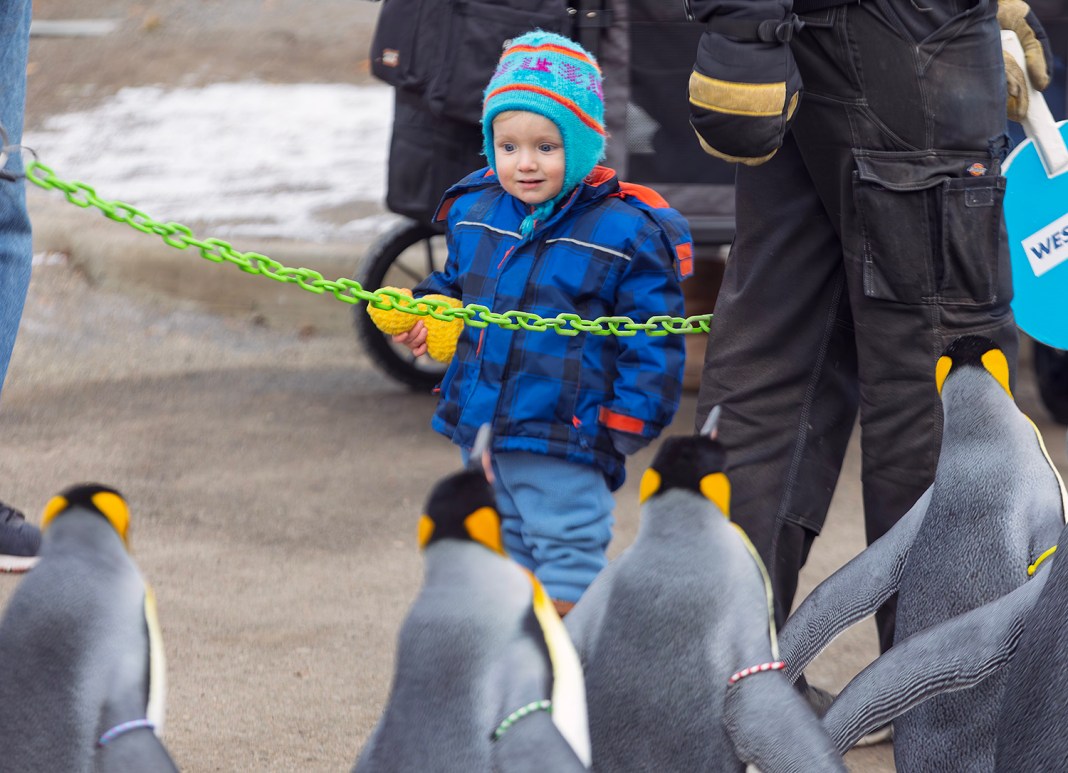 Penguin walks return for 13th year at Calgary Zoo - LiveWire Calgary