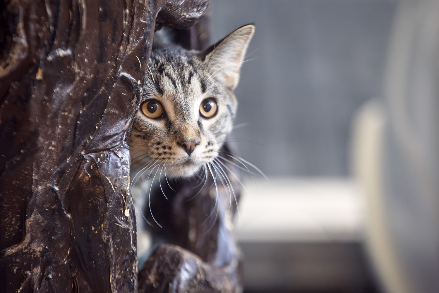 Calgary pet owners face rental squeeze as landlords weigh damage, risk and responsibility